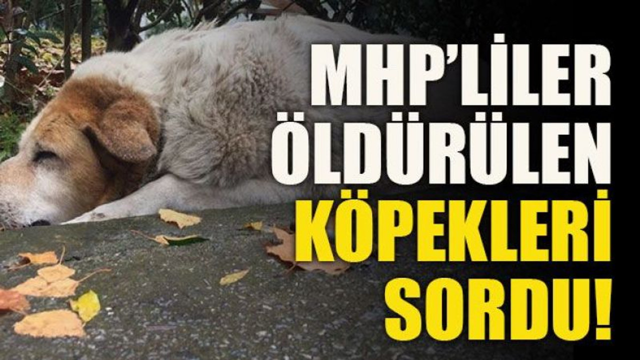 MHP’liler öldürülen köpekleri sordu!