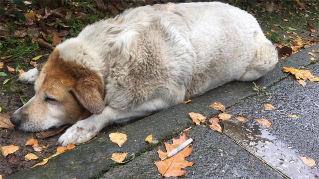 Öldürülen köpekler için belediyeden açıklama geldi!