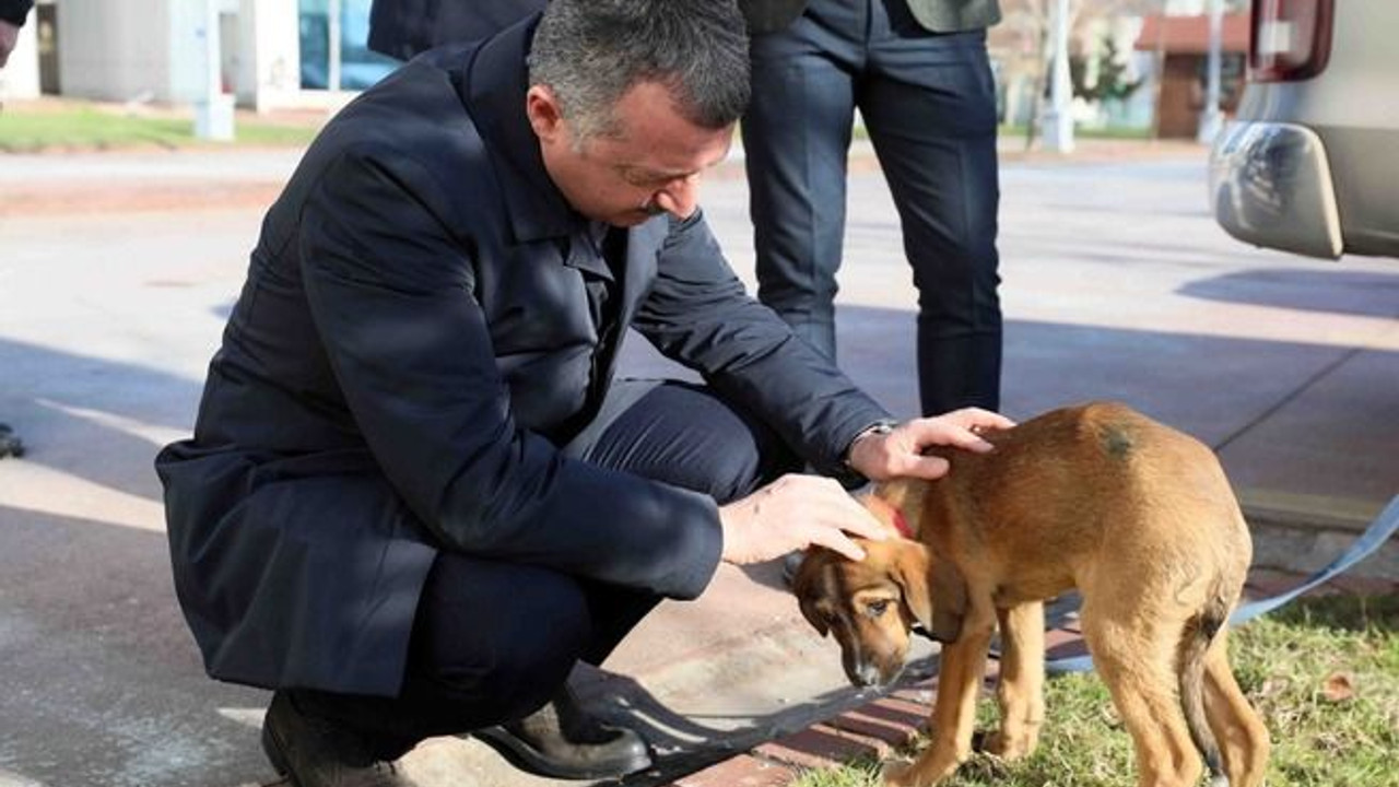 Büyükakın sahiplenmişti Pişmaniye ve Simit yeni yuvalarında