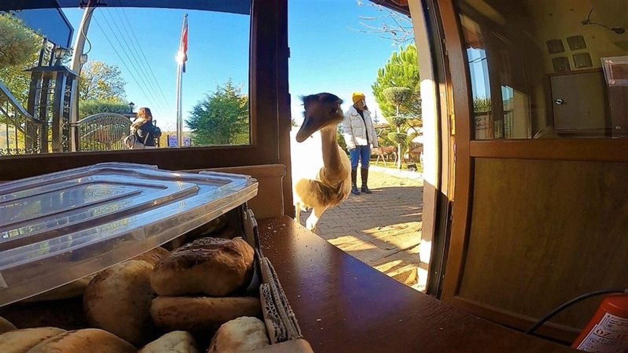 Her gün poğaçalar eksiliyordu, hırsız bakın kim çıktı?
