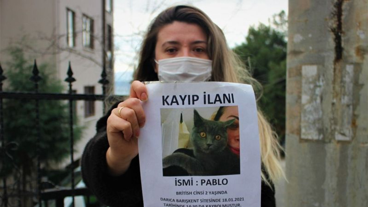 Bu kediyi bulan bin 500 TL kazanacak