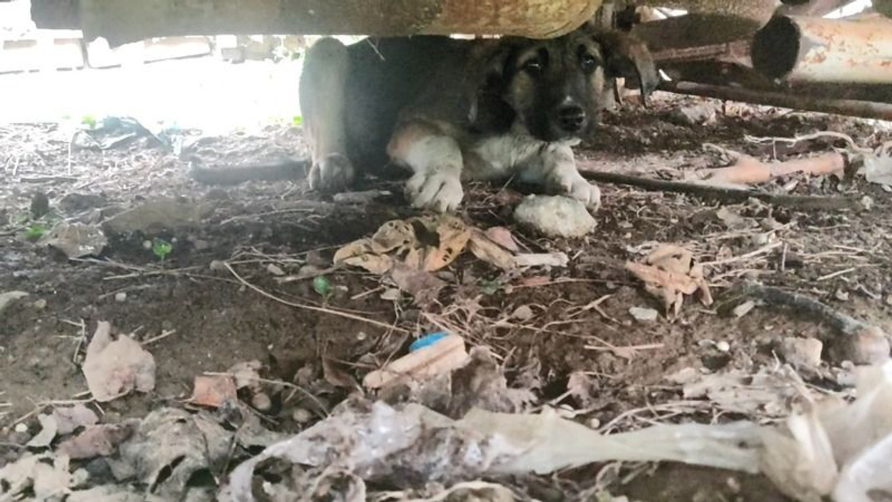 Yavru köpeğin kafası bidona sıkıştı