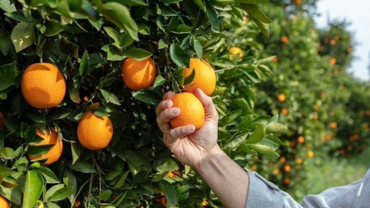 Meyve fiyatlarında rekor artış!