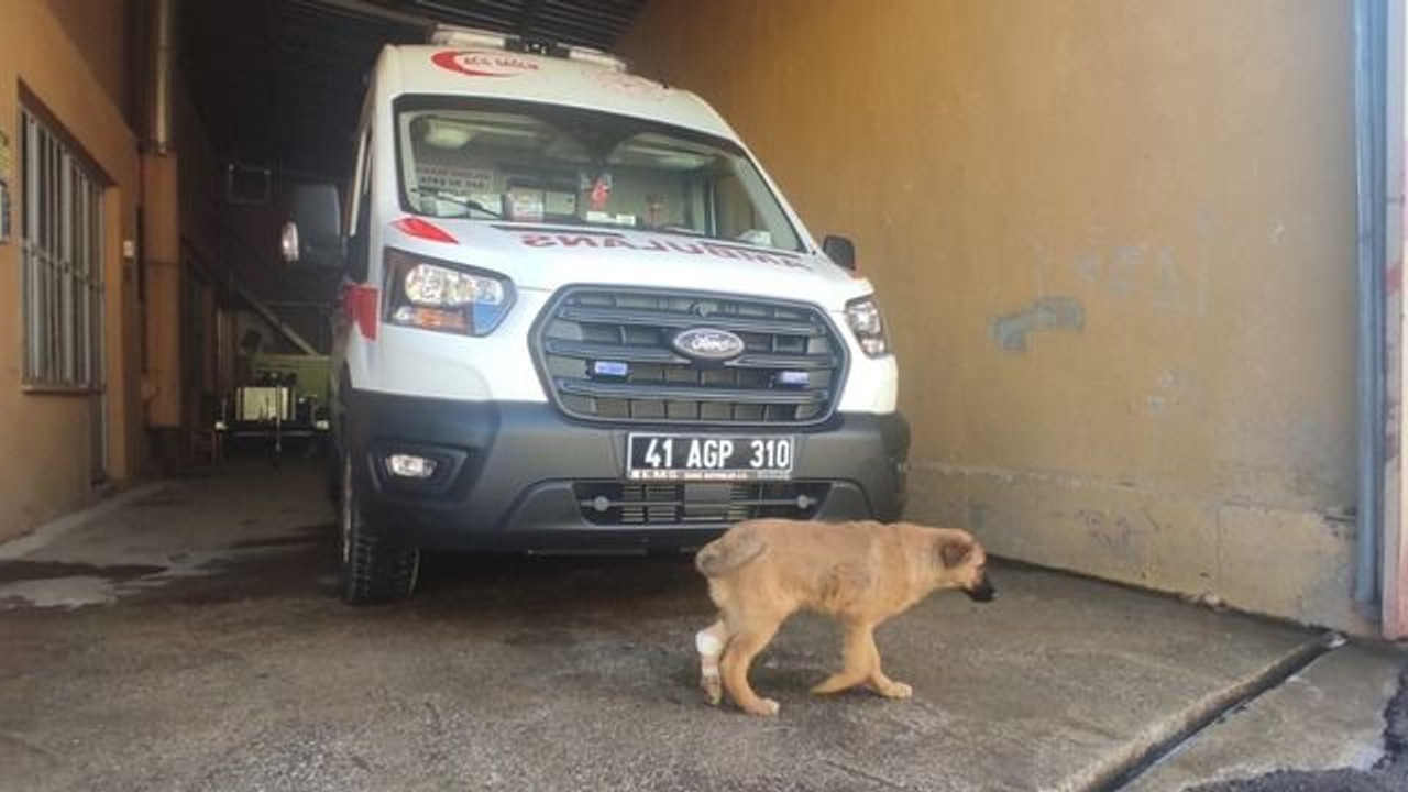 Yaralı yavru köpeğe ilk müdahale sağlık personelinden