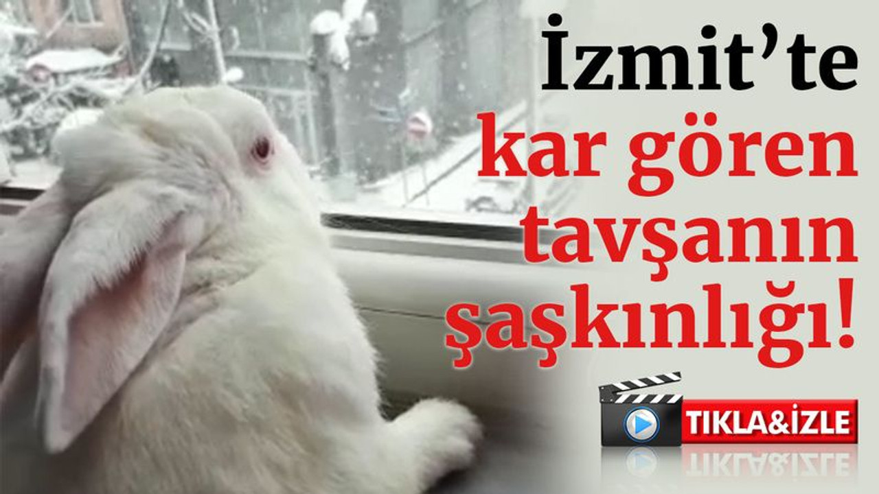 İzmit’te kar gören tavşanın şaşkınlığı!