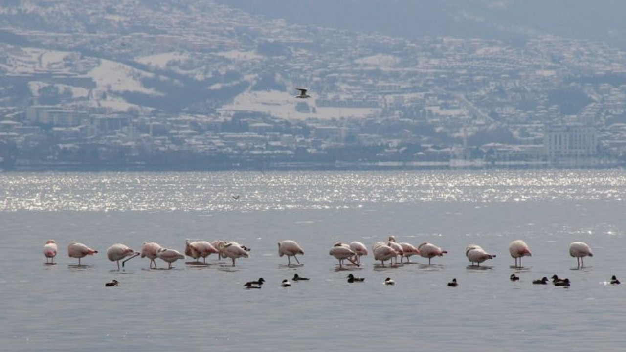 Flamingolar, kışın keyfini sürüyor