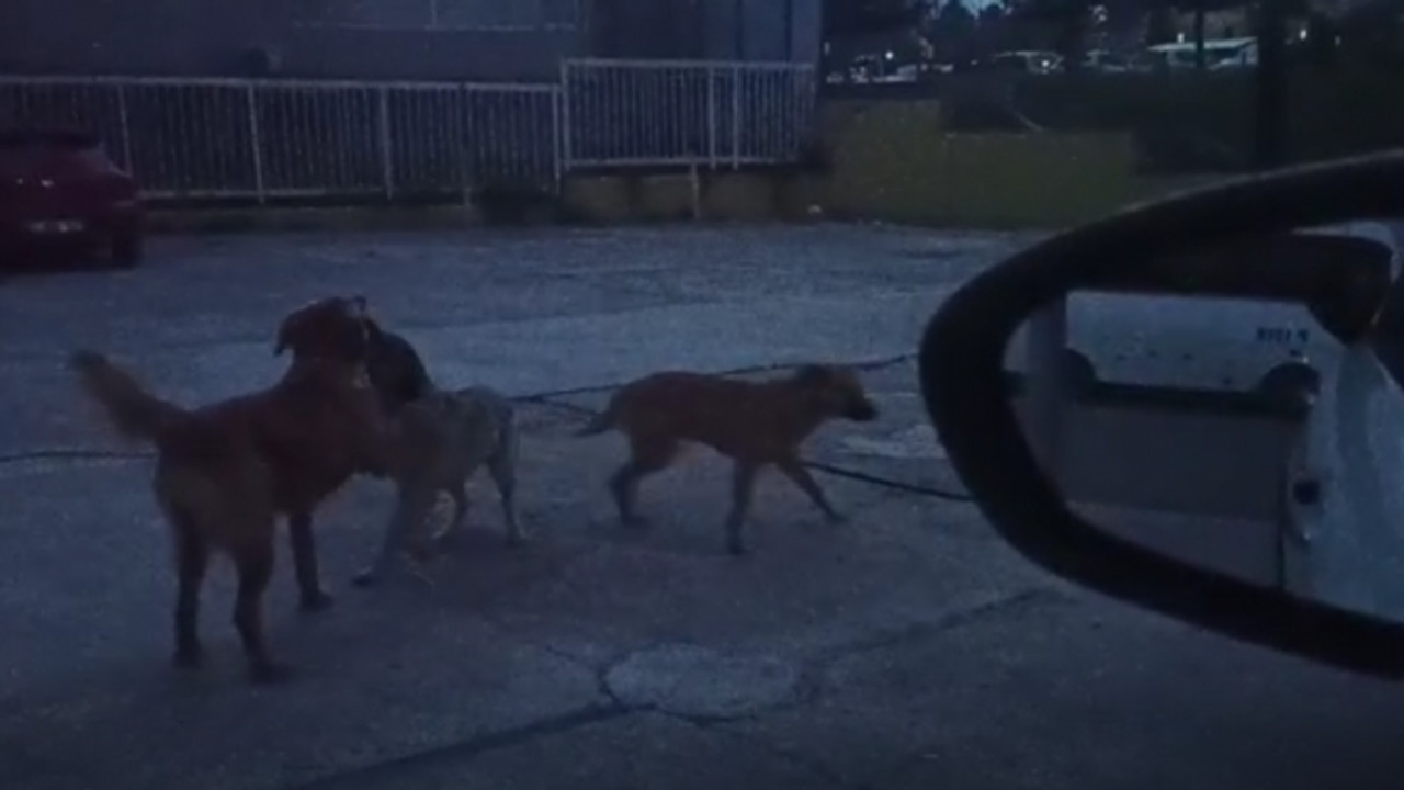 “Köpekler saldırdı ayağımı burktum!”