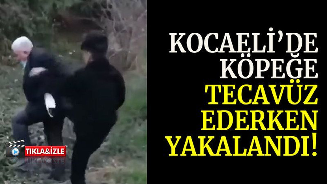 Kocaeli’de köpeğe tecavüz ederken yakalandı!