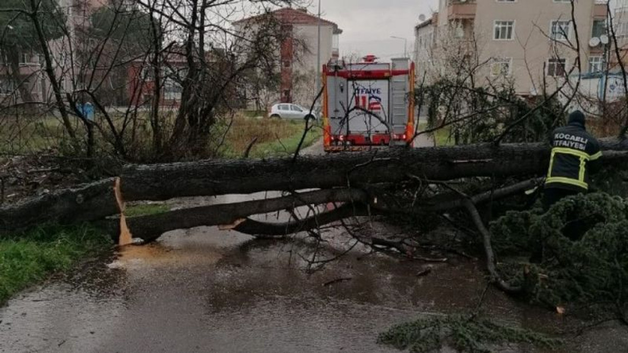 Şiddetli rüzgar ağacı devirdi