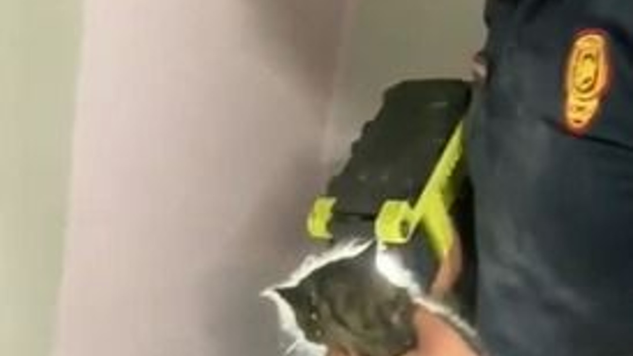 Duvardan gelen sesin kaynağı duvar delinince ortaya çıktı