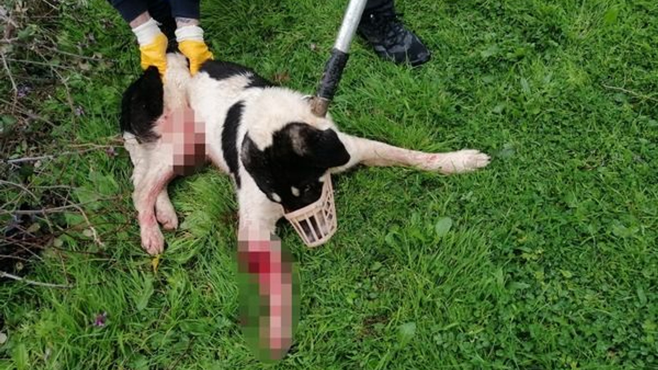 Sokak köpeğini tüfekle yaraladı