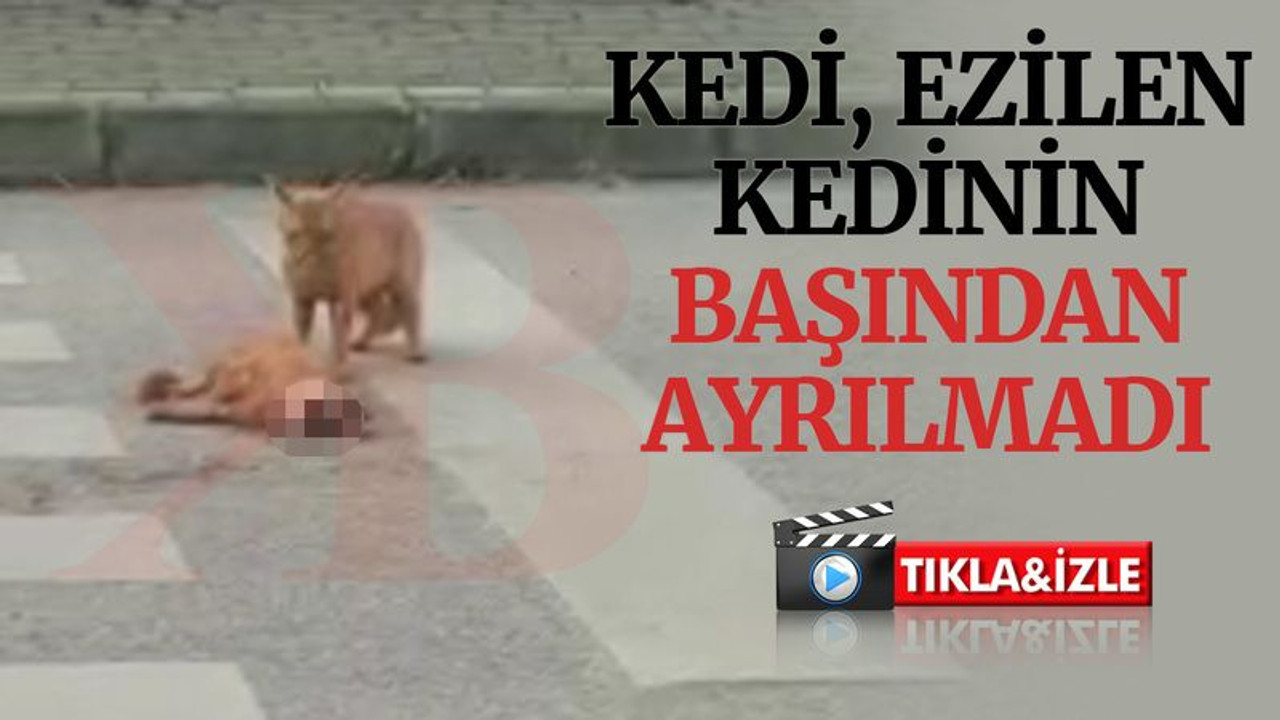 İzmit'te kedi, ezilen kedinin başından ayrılmadı