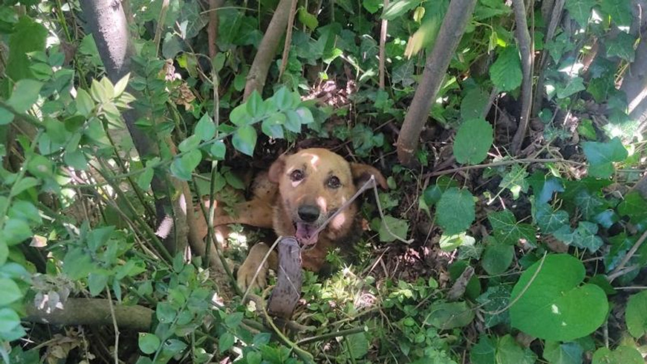 Ağacın dibine sıkışan köpek için seferber oldular