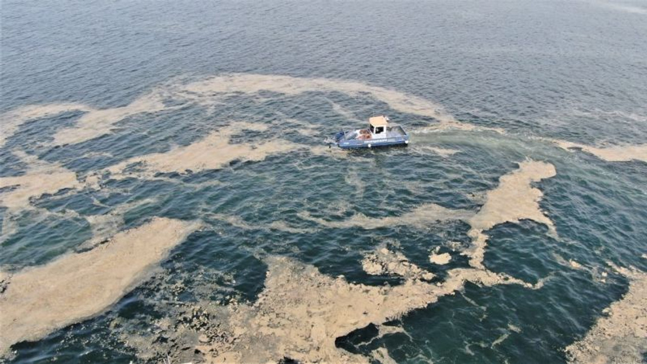 Deniz salyası için ortak eylem planı yolda