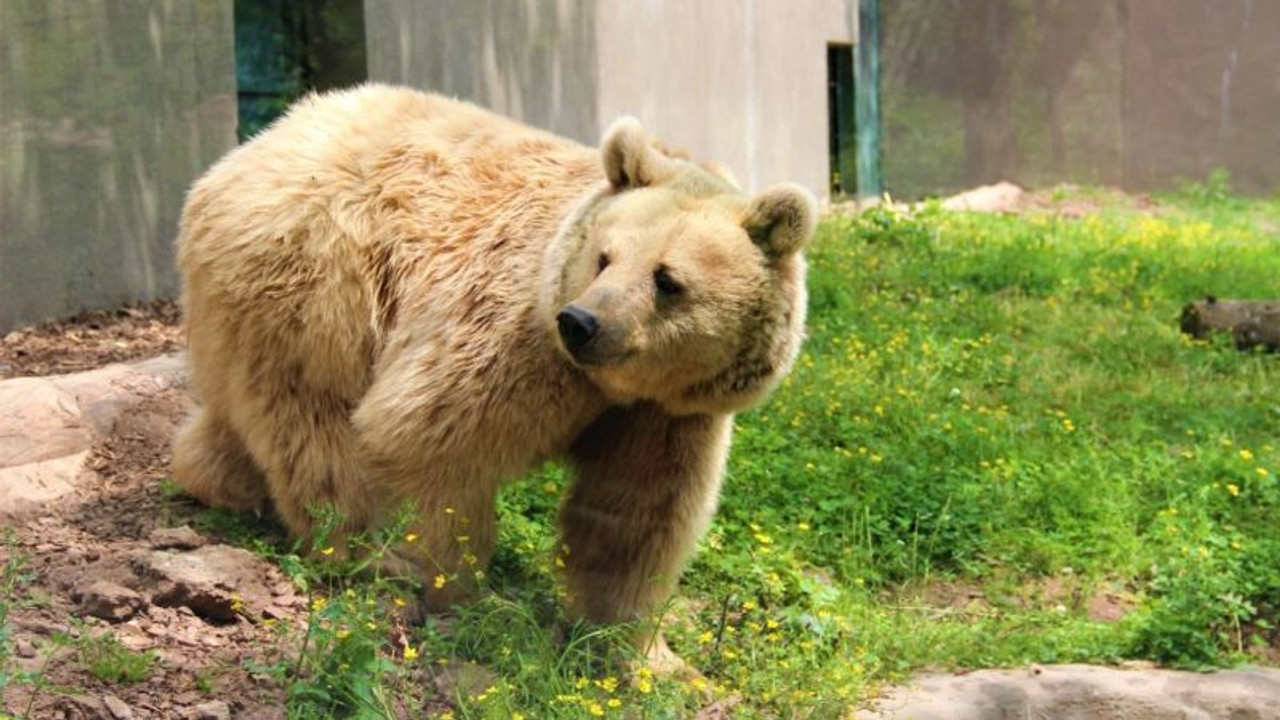 Tarlalara zarar veriyor diye öldürülüyorlar