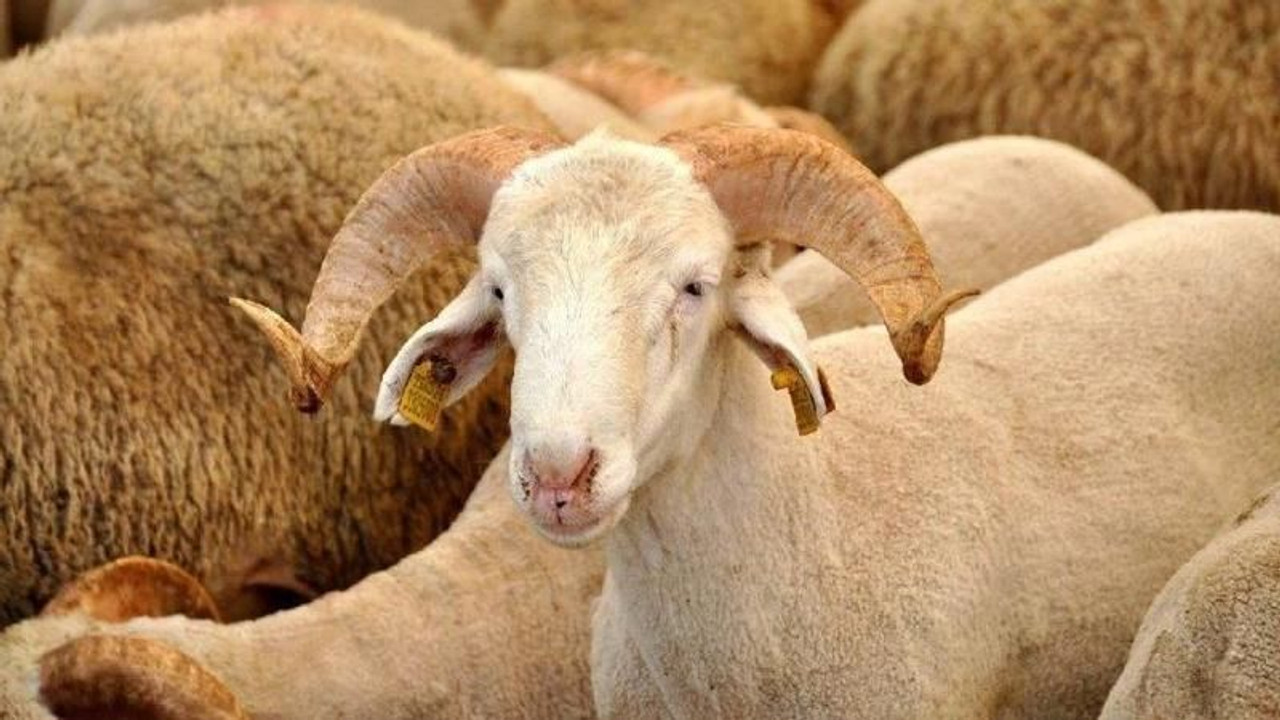 Kurban Bayramı için geri sayım başladı