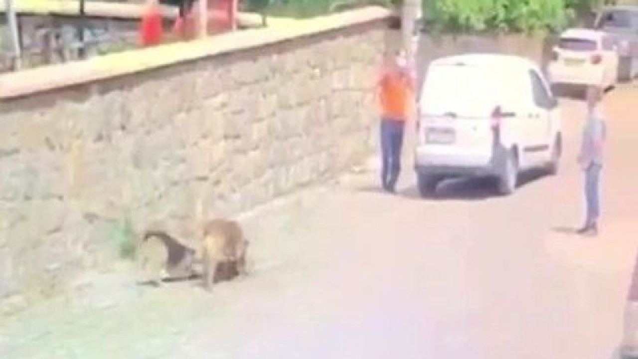 Yolda yatan köpeğin üzerinden aracıyla geçti