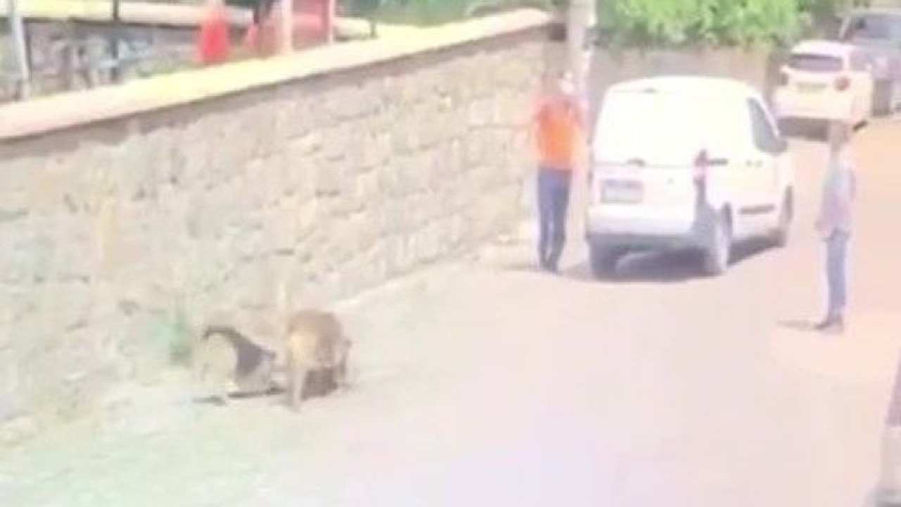 Köpeği ezip ölümüne sebep olan şahsa ceza kesildi