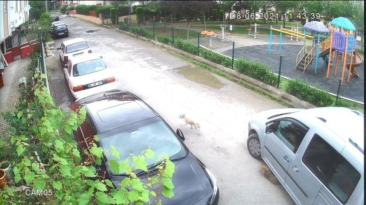 Yolda oynayan yavru köpeği ezip yoluna devam etti