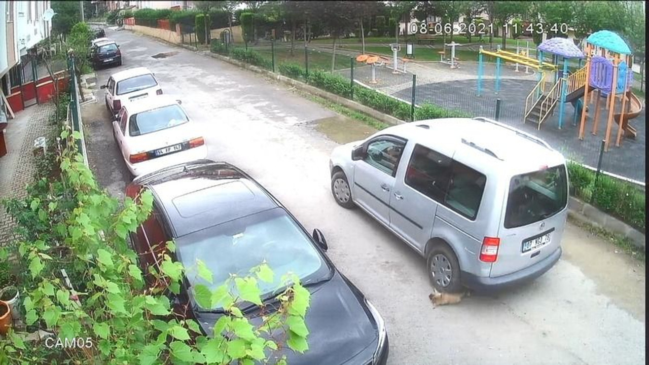 Yavru köpeği ezdi, para cezası aldı