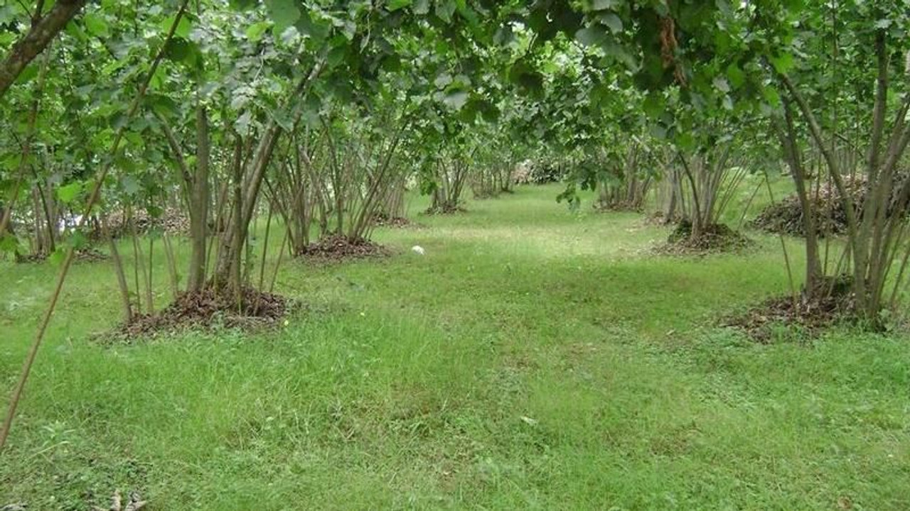 Kocaeli’nin fındık bahçelerinde ıslah çalışması başlıyor