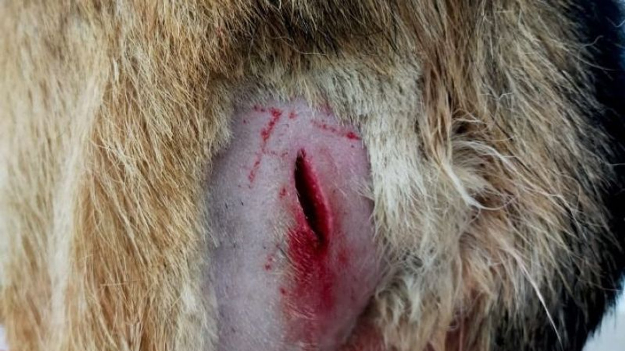Köpeği yanlarına çağırıp bıçakladılar