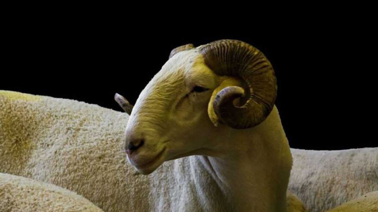 Kurbanlık fiyatlarında yüzde 30’a varan artış
