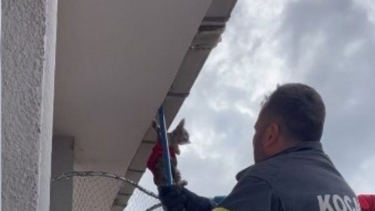 6 katlı apartmanın çatı katında asılı kalan kedi, son anda kurtarıldı