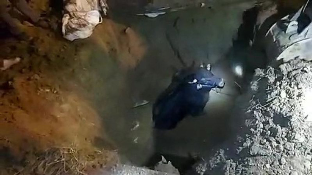 Lağım çukuruna düşen tosun, kepçeyle kurtarıldı