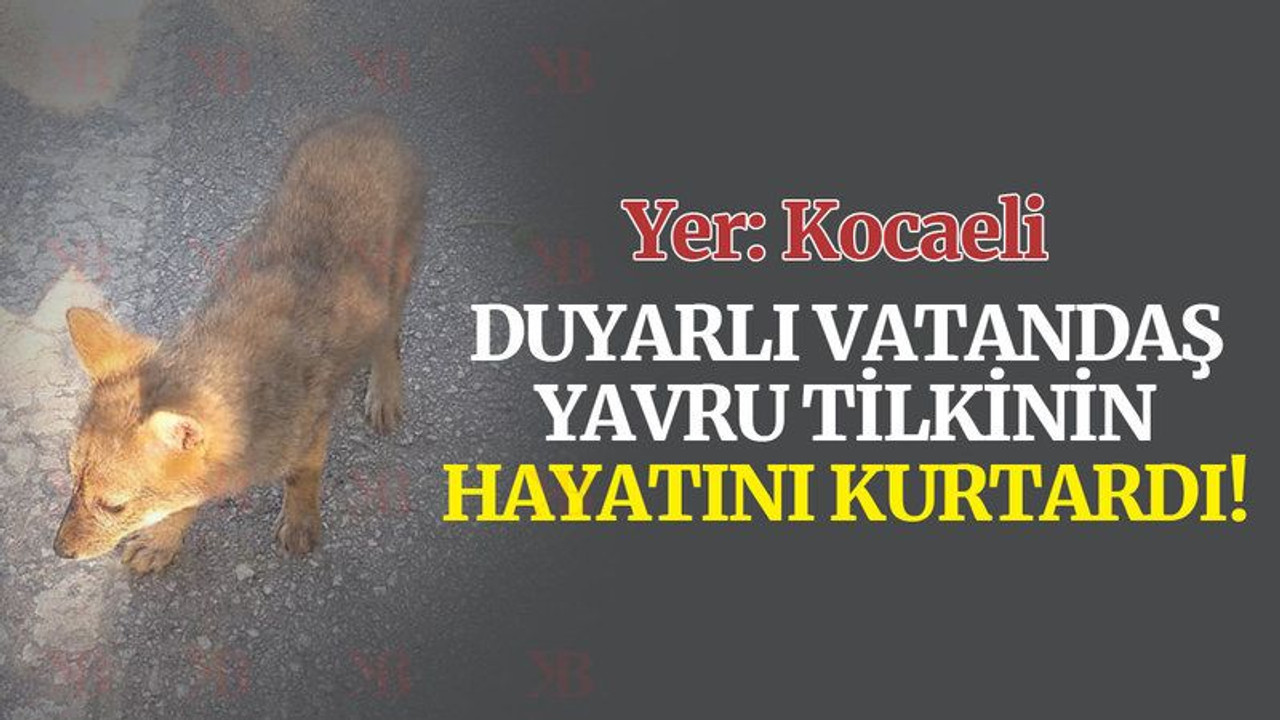 Duyarlı vatandaş yavru tilkinin hayatını kurtardı!