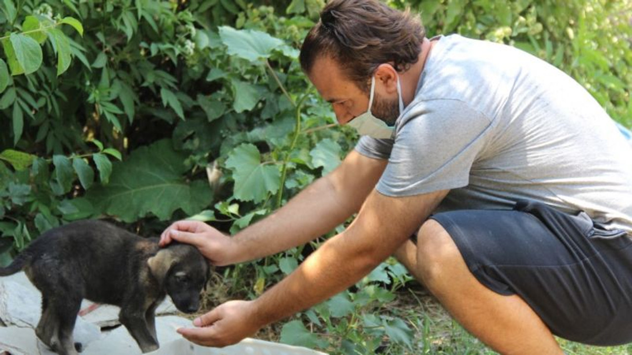 Kocaeli ormanlarındaki hayvanlar için harekete geçtiler!
