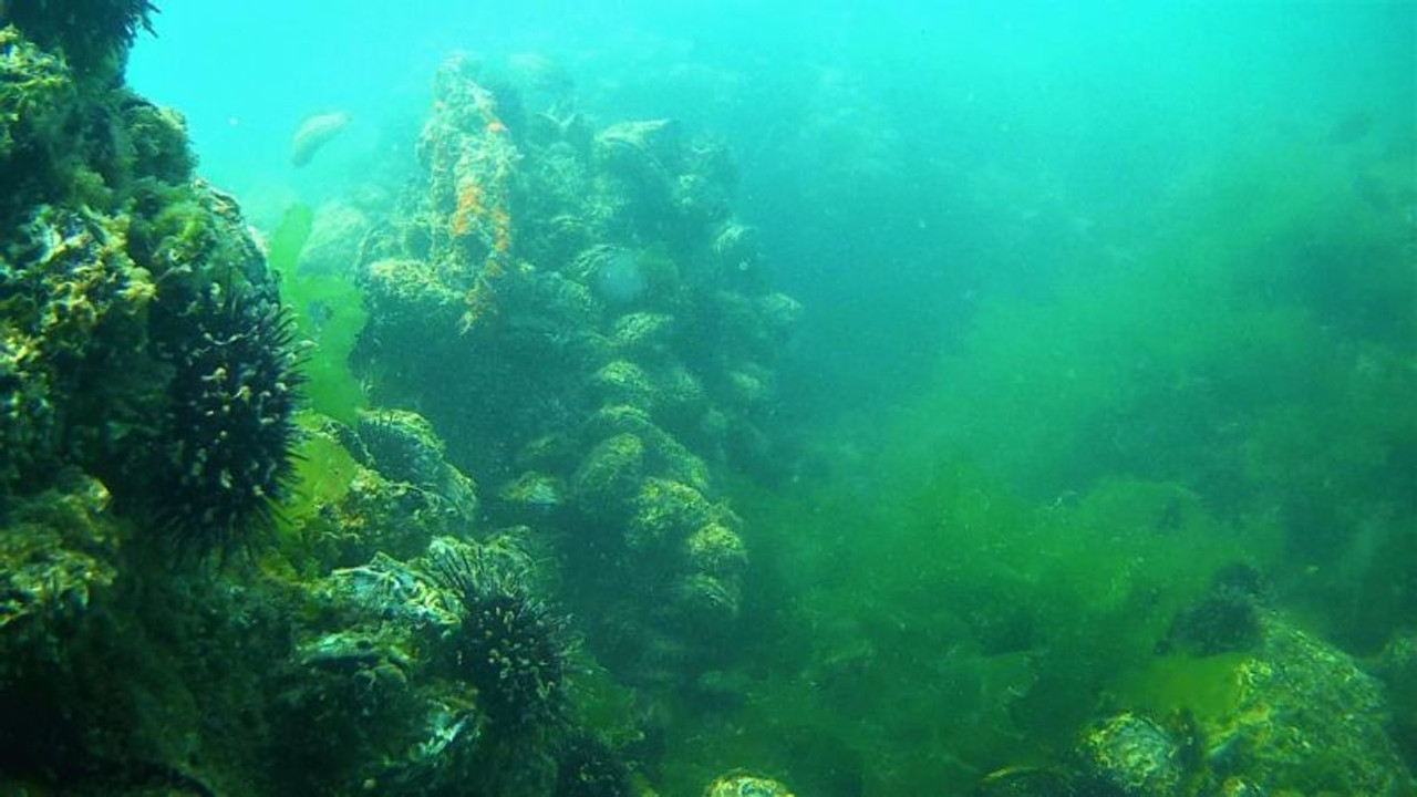 Gebze’de balıkçılar deniz altındaki müsilajdan şikayetçi