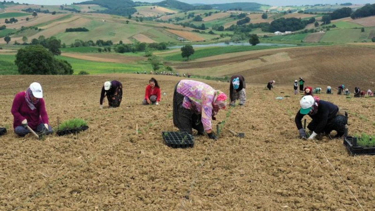 Tarım teşviklerinden 160 kadın faydalandı