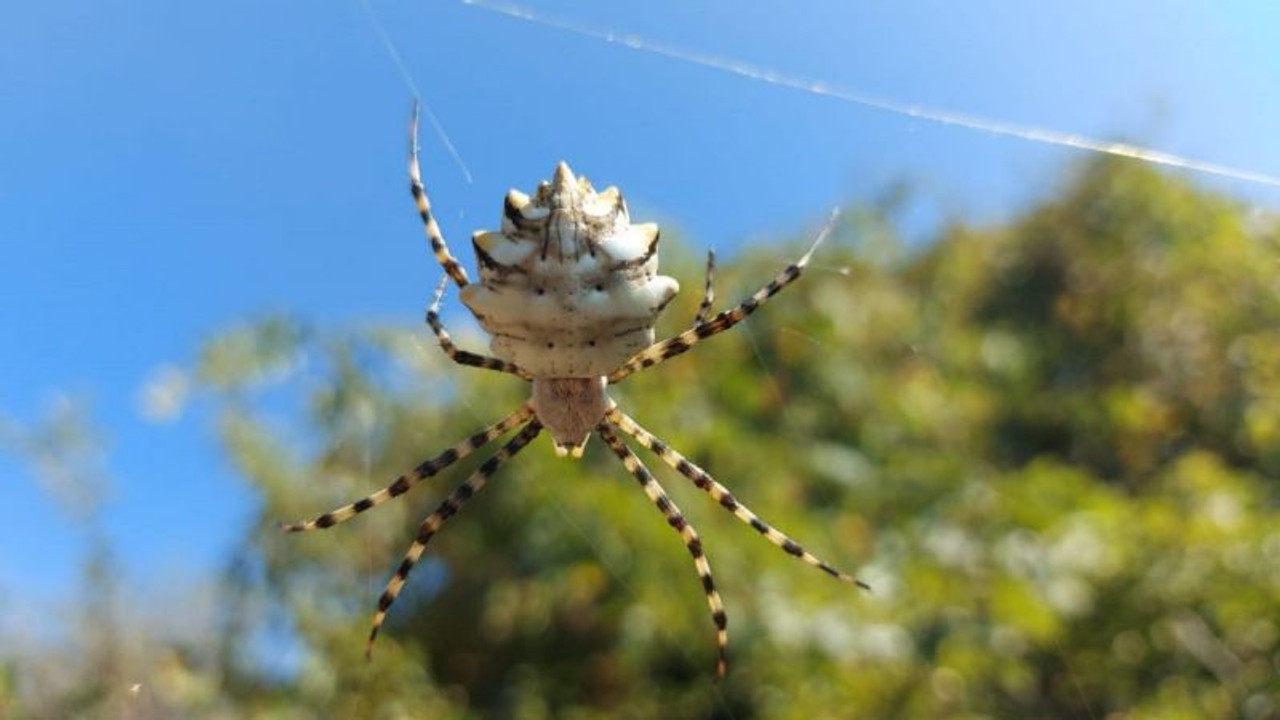 Samsun’da "argiope lobata" örümceği görüntülendi