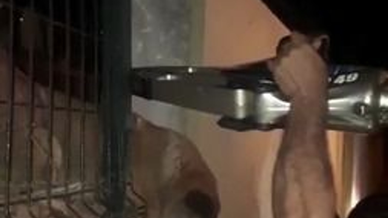 Demir parmaklıklara sıkıştı, itfaiye kurtardı