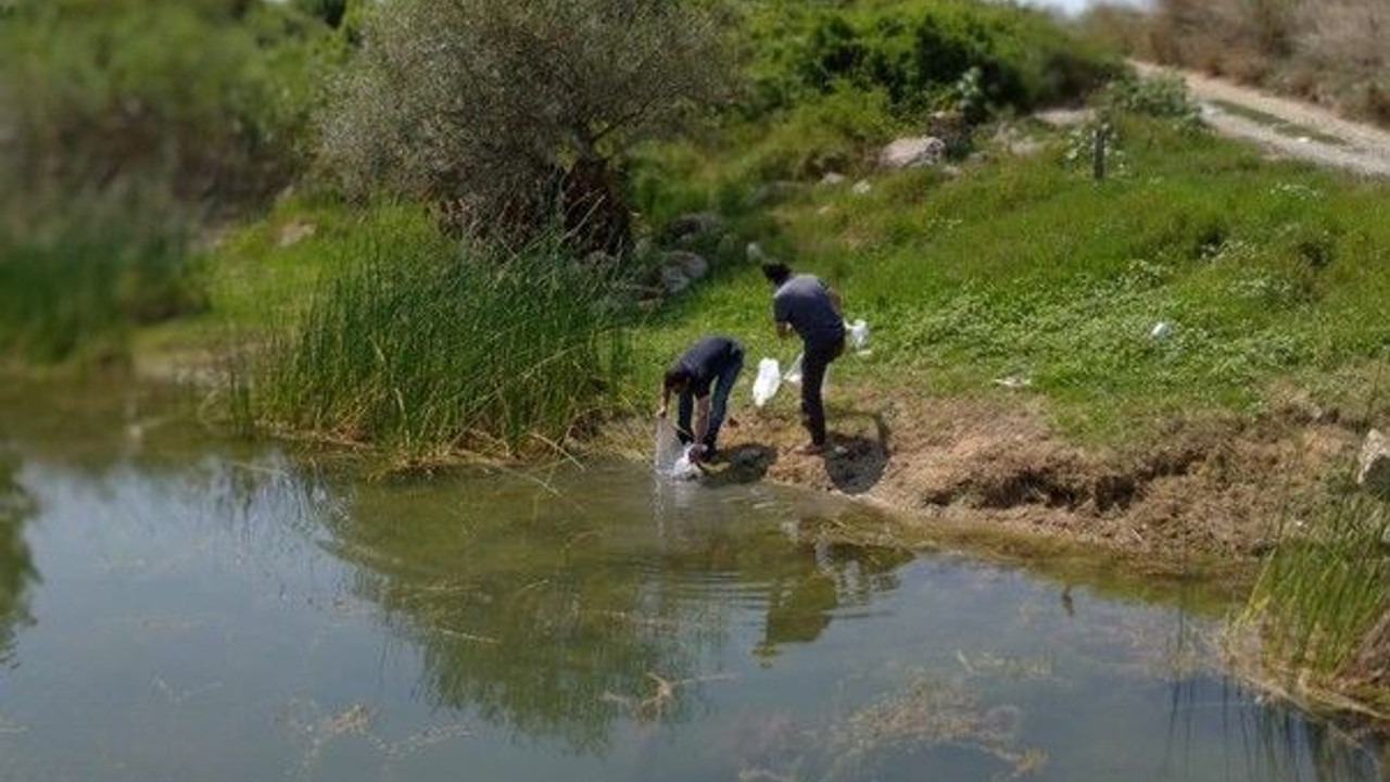 Kocaeli’de göletlere 171 bin sazan bırakıldı