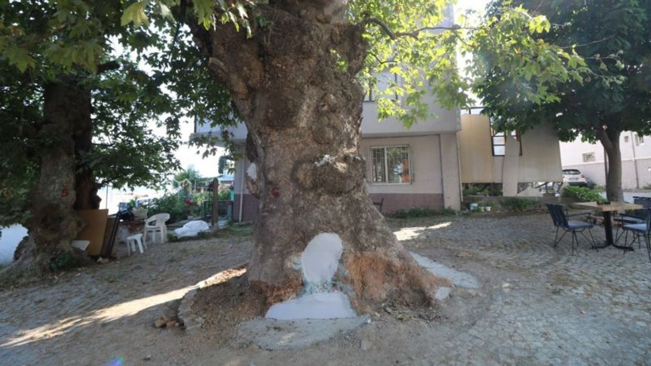 Asırlık çınar ağaçlarının bakımı ve tedavisi yapıldı