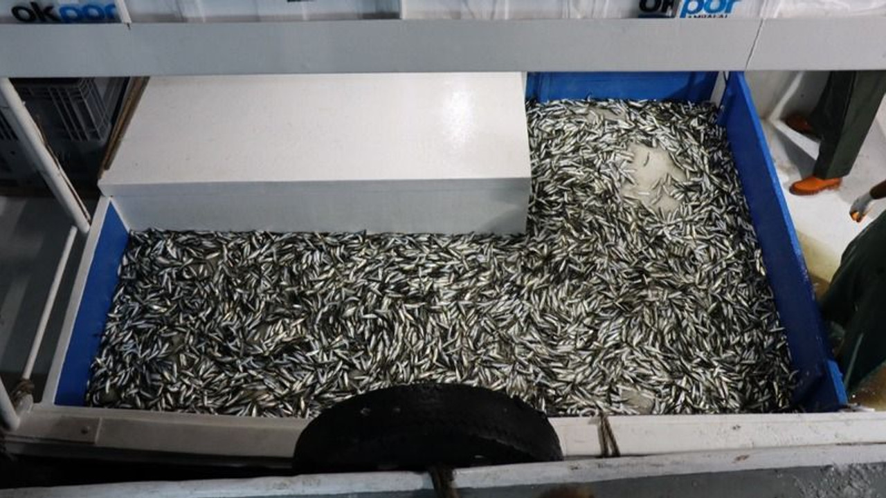 4.5 ayın ardından ağlar yeniden balık doldu