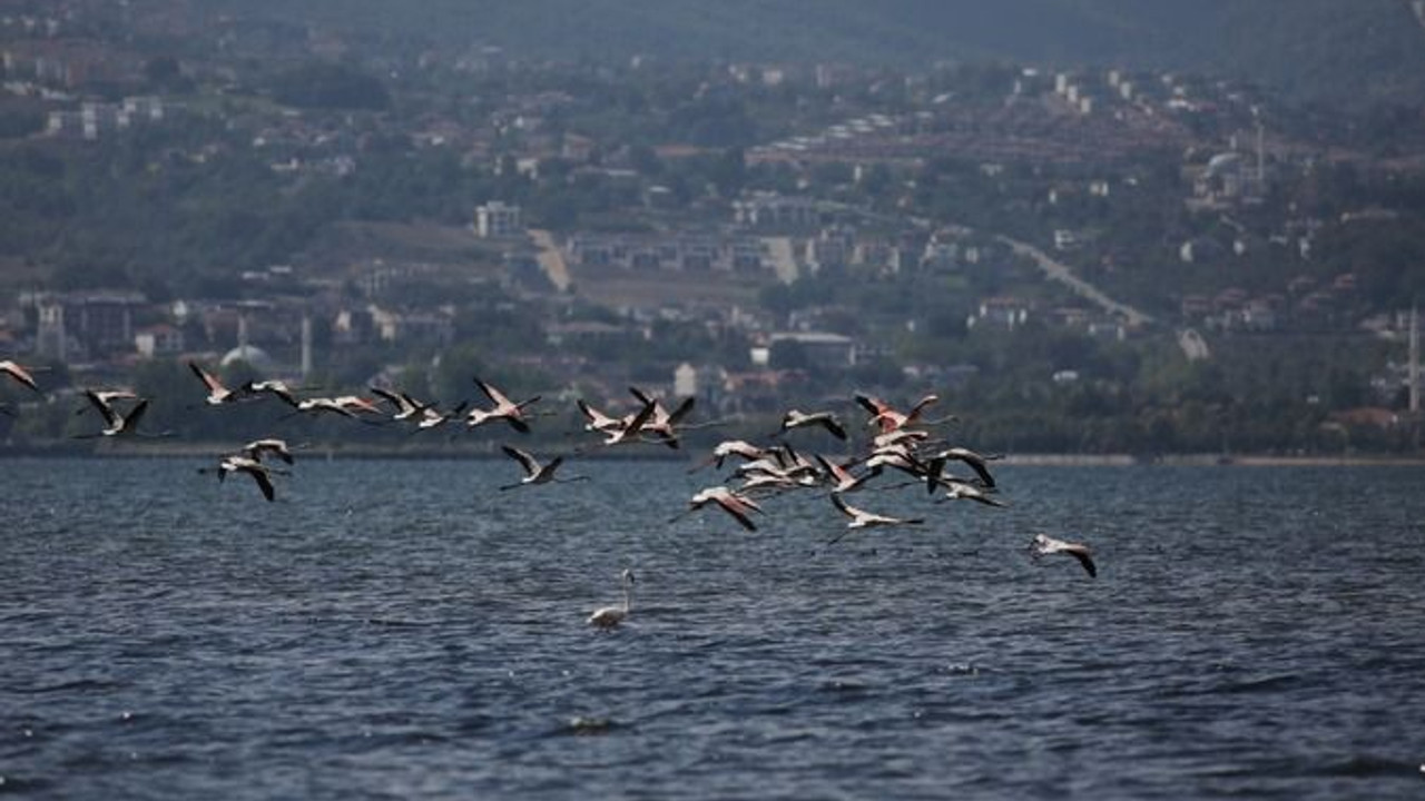 Körfezde flamingolardan görsel şölen