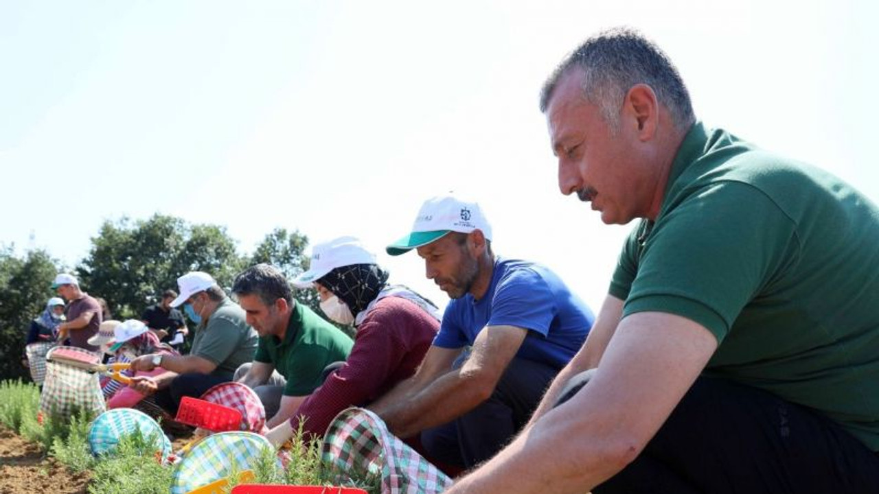 Kocaeli’de biberiye hasadı sürüyor