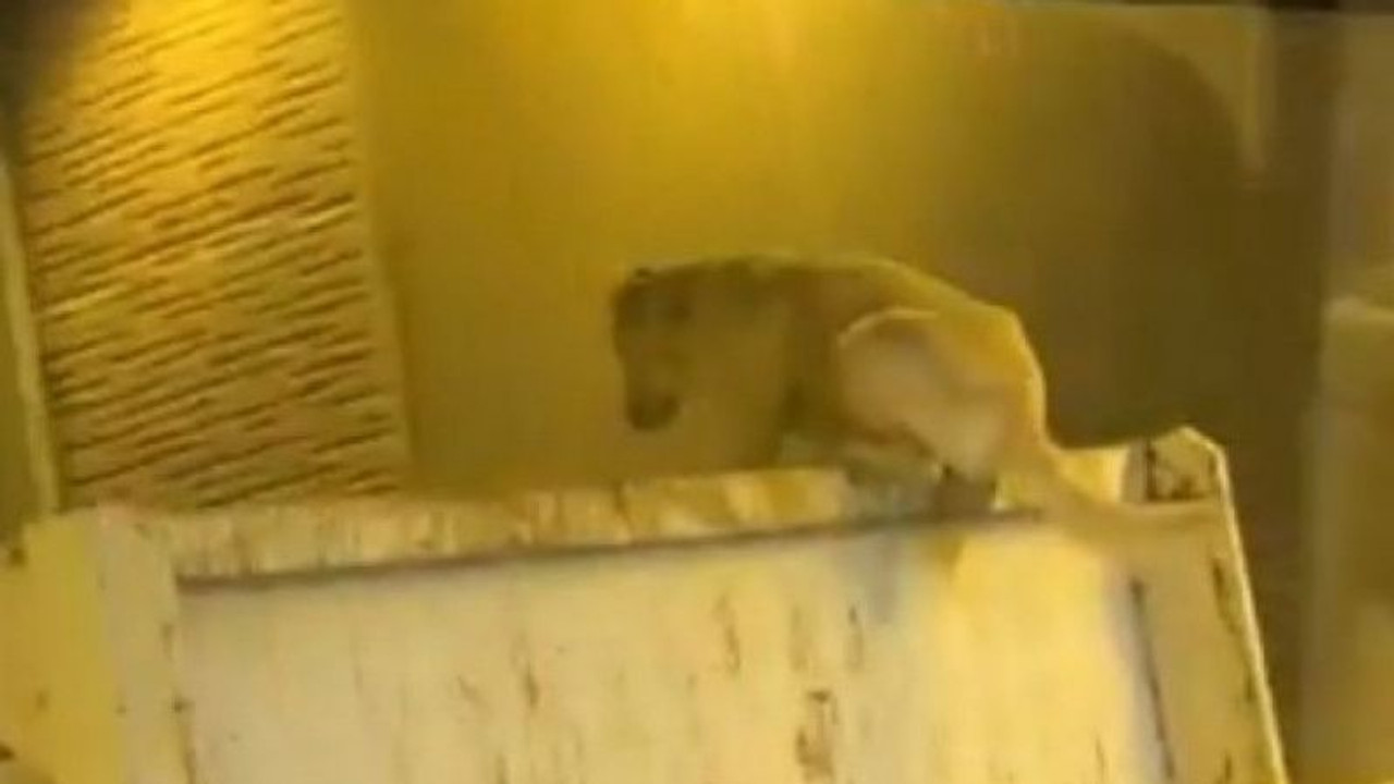 Kamyon üzerinde seyahat eden köpek şoke etti
