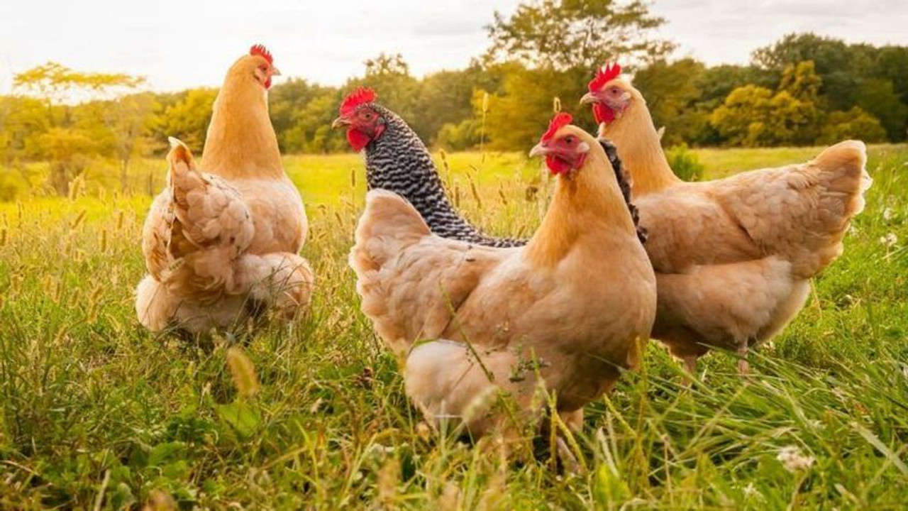 Kuş gribinde bile böyle kötü değildi