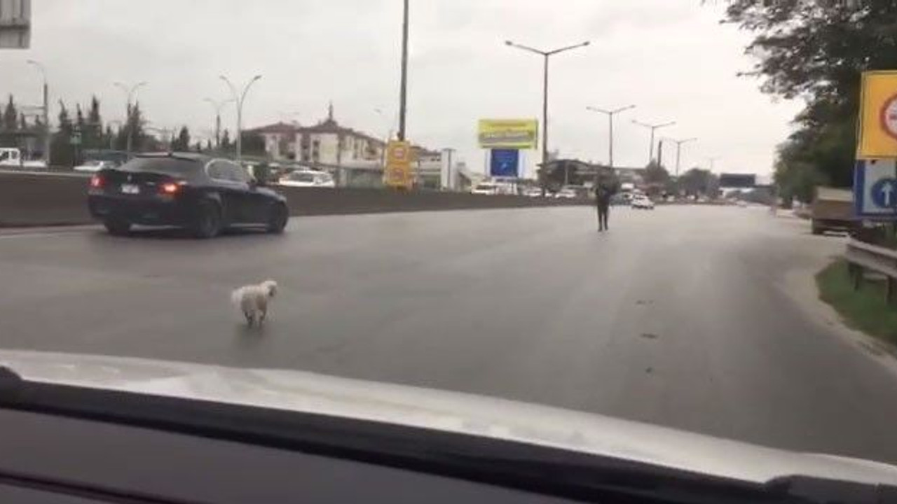 D-100'e kaçan köpek, trafiği alt üst etti