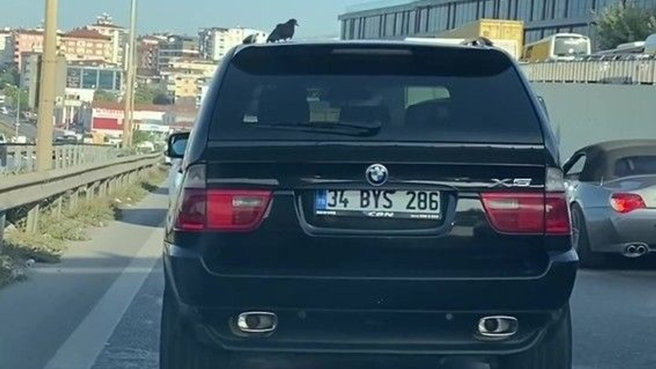 Uçmayı bıraktı, arabanın üzerinde seyahat etti