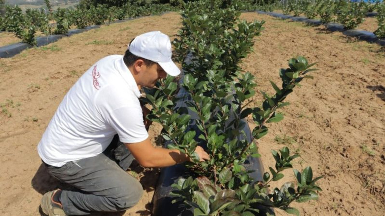 Aronya fidanı desteği başvuruları uzatıldı
