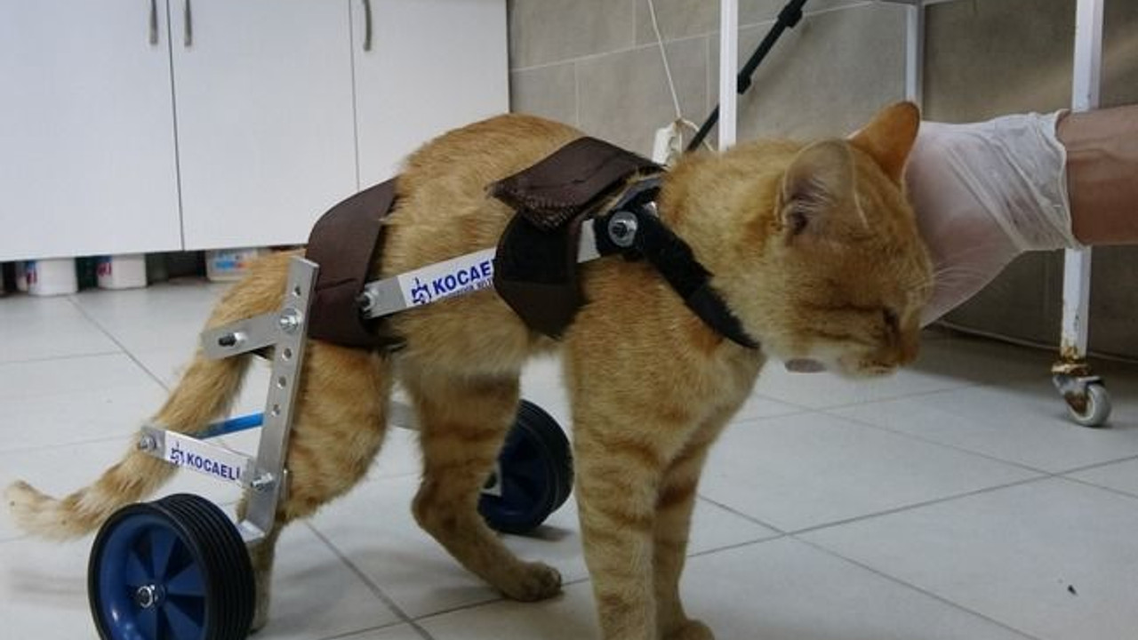 İki bacağını kaybeden kedi yürüteçle hayata tutundu
