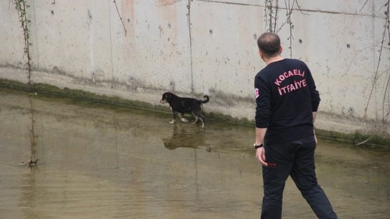Yavru köpek dere yatağında mahsur kaldı