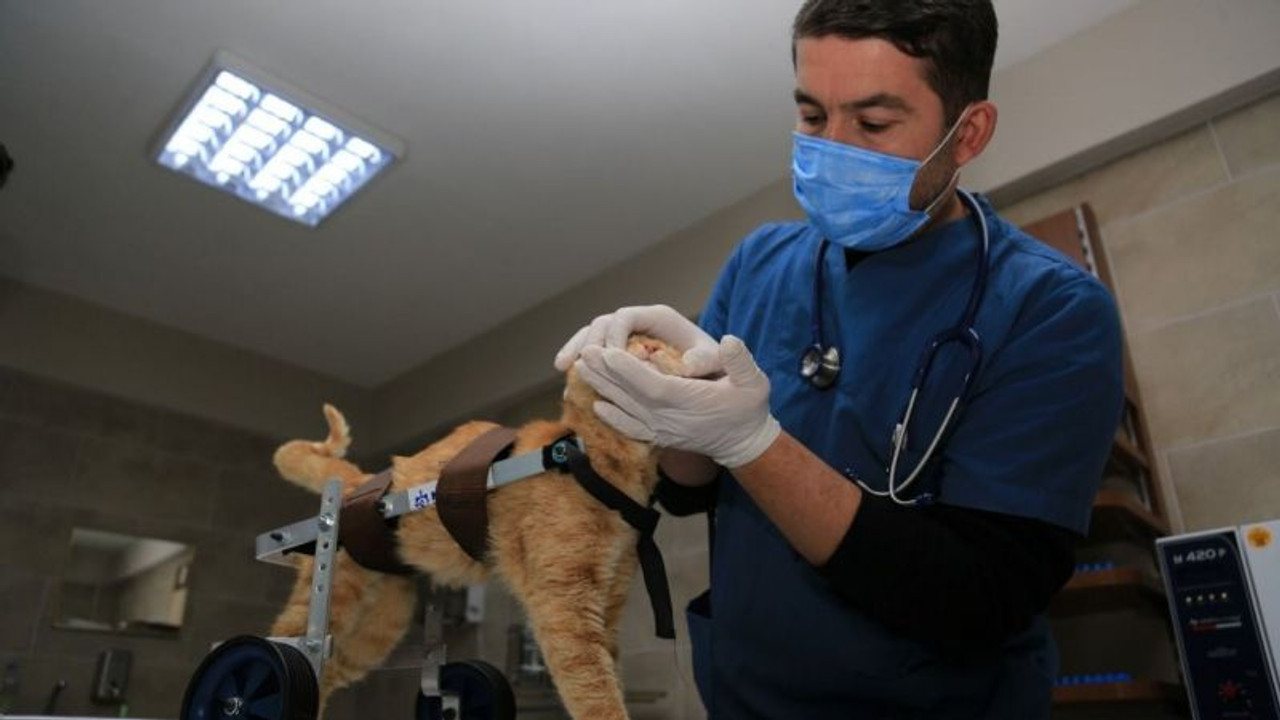 “Şanslı” ilk adımlarını atmaya başladı