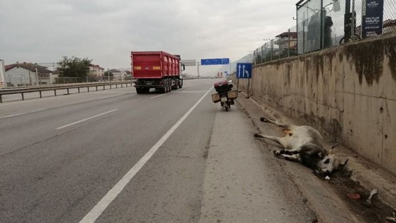 D-100'de 25 metre sürüklenen büyükbaş hayvan telef oldu