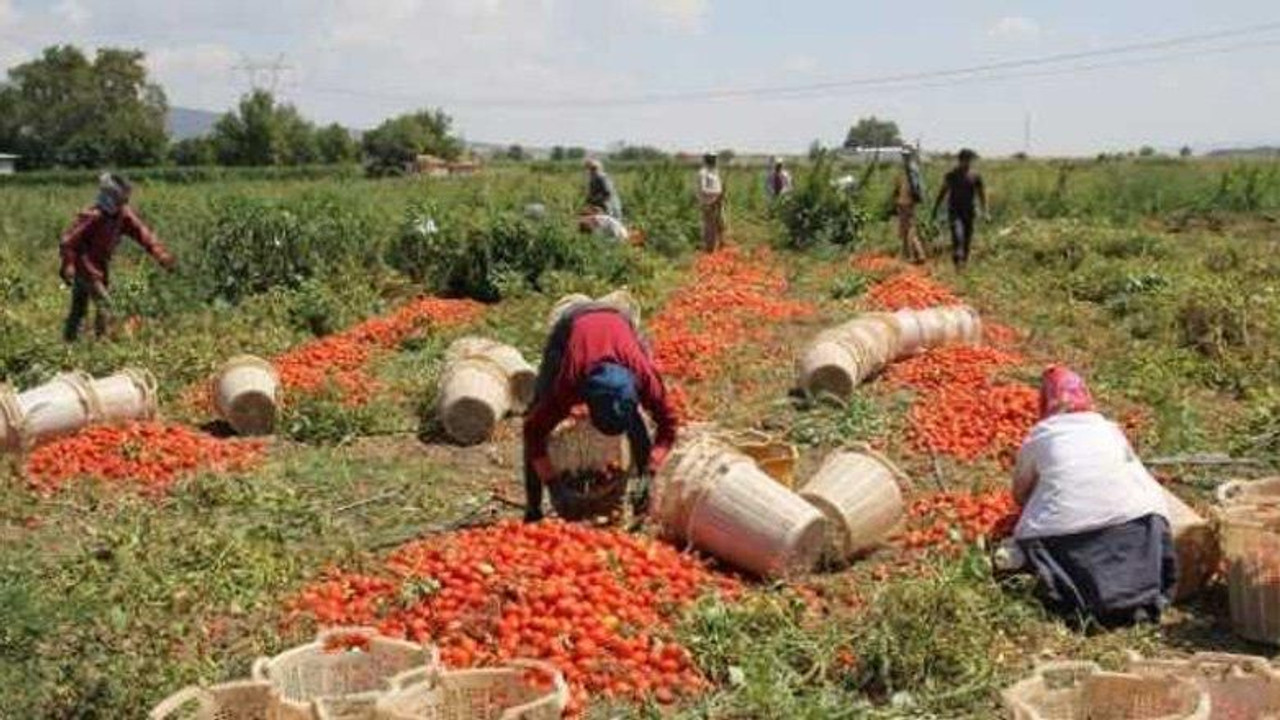 Çiftçi işi bırakıyor gıda krizi kapıda